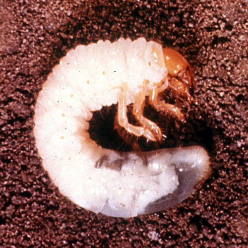 white grub