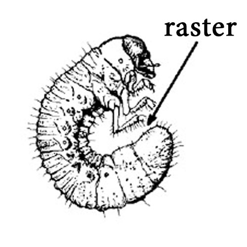 white grub raster