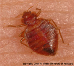 An adult bed bug
