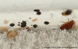 Bed bugs on a carpet