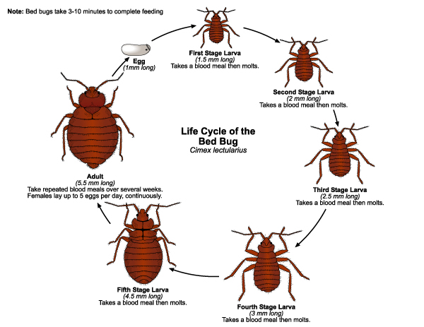 Lifecyce of bed bug
