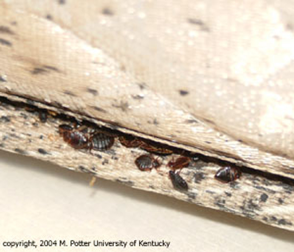 bed bug evidence on mattress pictures
