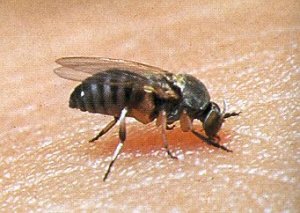 Adult black fly