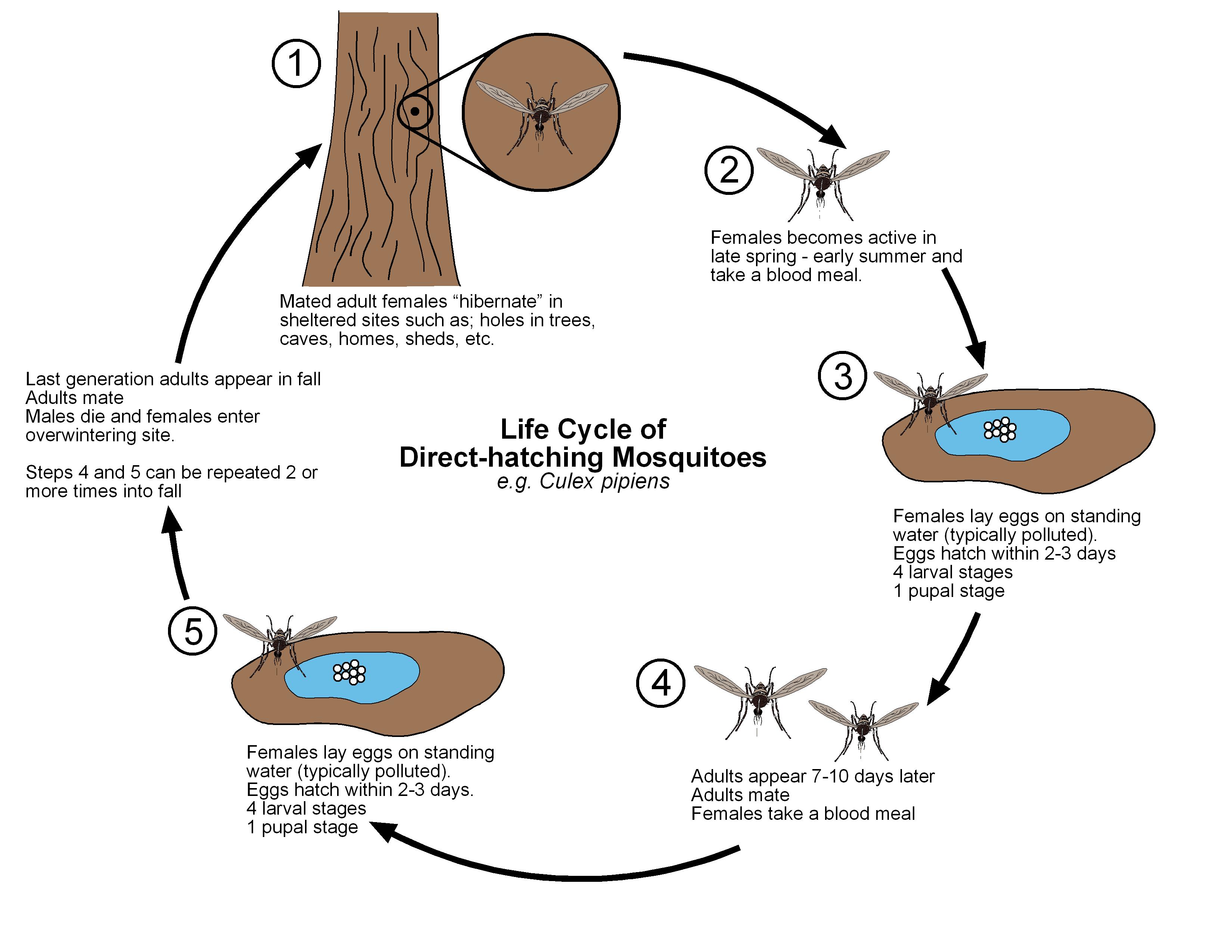 Resources Public Health And Medical Entomology Purdue Biology Entomology Insects