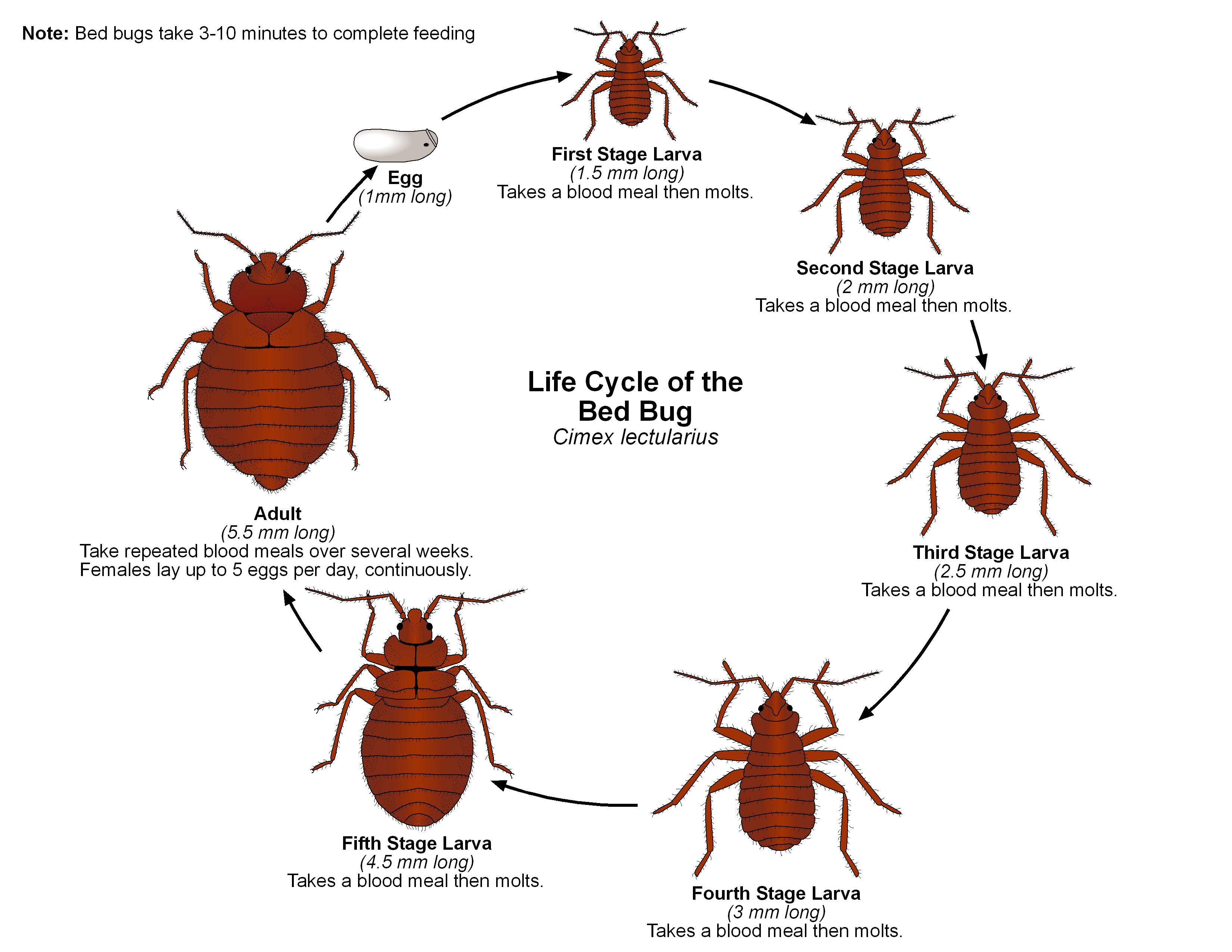 Diagram Of Bugs