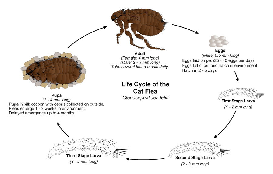 stages of fleas life cycle