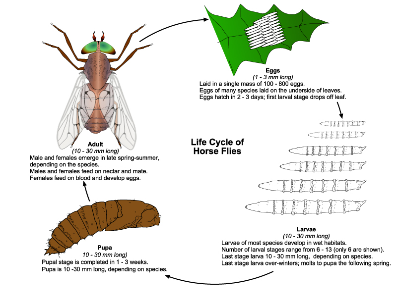 Can horse flies lay eggs in humans