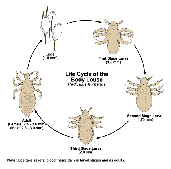 Lifecycle of the Body Louse
