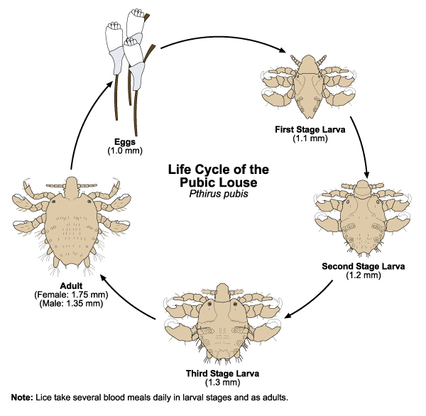 Lifecycle of the Pubic Louse