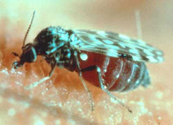 Adult biting midge