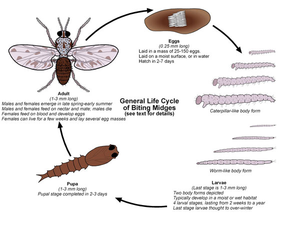 Lifecycle of Biting Midge