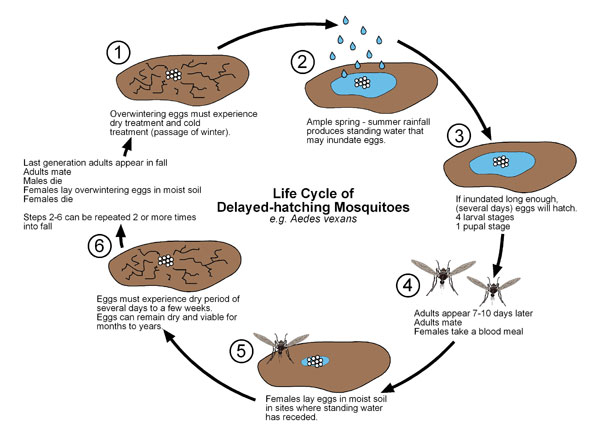 This is a life-cycle of a delayed-hatching mosquito