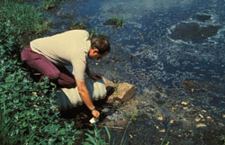 Typical mosquito breeding site: sampling mosquitoes in flood waters