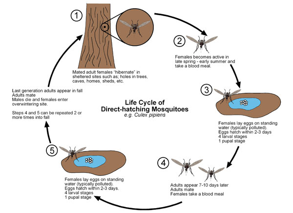This is a life-cycle of a direct-hatching mosquito