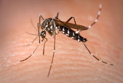 This is an Aedes albopictus female mosquito obtaining a blood meal from a human host