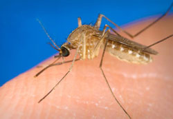 Known as a vector for the West Nile virus, this Culex quinquefasciatus mosquito has landed on a human finger