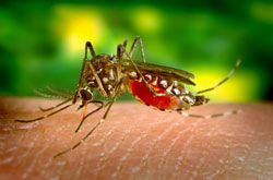 This a female Aedes aegypti mosquito