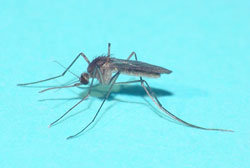 Culiseta tend to be dark mosquito that are not often collected in traps and generally do not bite humans.