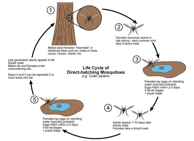 culex mosquito life cycle