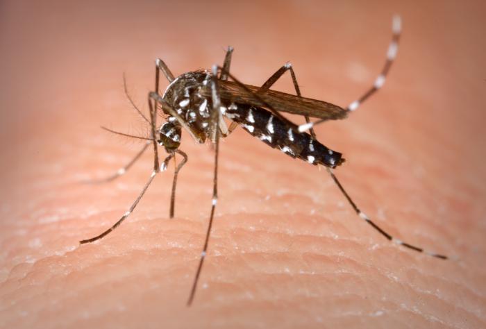 Mosquitos, Public Health and Medical Entomology