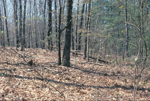 An example of a habitat (hardwood forest with thick leaf litter) in which Ixodes scapularis (black-legged tick) can be abundant.