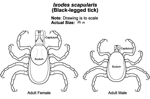 Unfed adult hard ticks, based on a species of ixodes