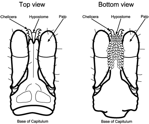Generalized mouthparts of a hard tick, based on a species of Ixodes