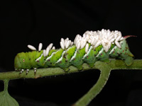 Parasitized Hornworm