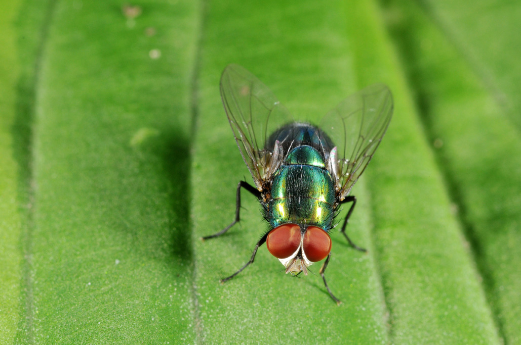 blowfly insect