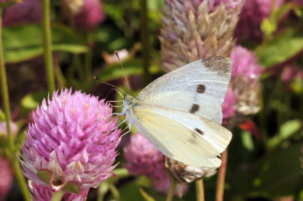 Cabbage White Butterfly  College of Agricultural Sciences