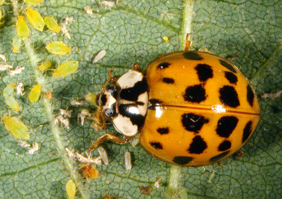 ladybird beetle feeding