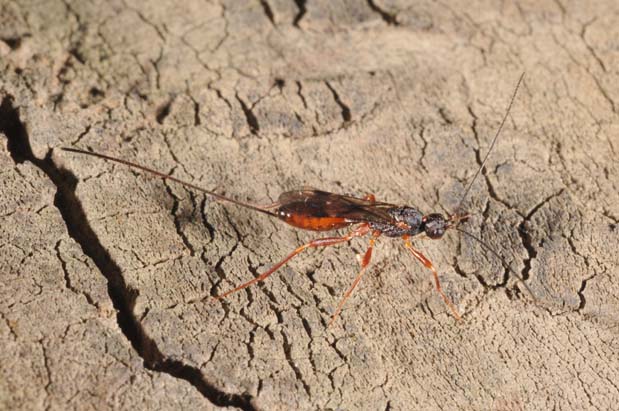 Hymenopteran parasites