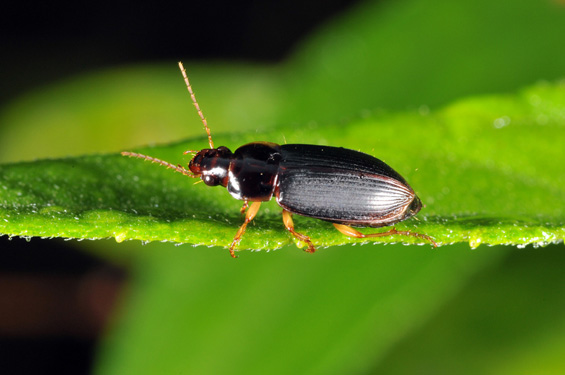 Ground beetle