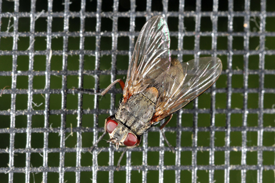 House fly