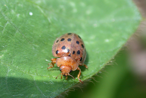 Mexican bean beetle