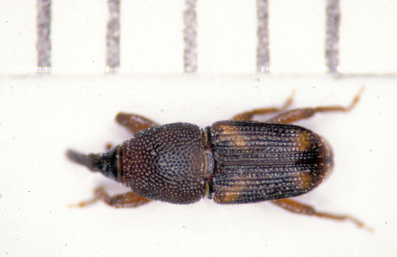 Rice weevil