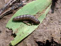 Sod webworm