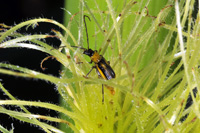 Western corn rootworm