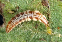 Lacewing Larva Eating an Aphid