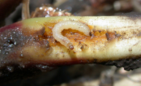 Western corn rootworm