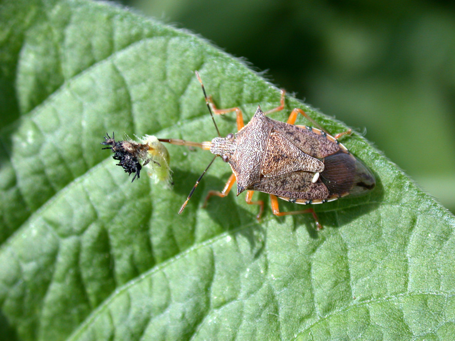 Who Let the Bugs Out? | Purdue | entomology | insect | collect