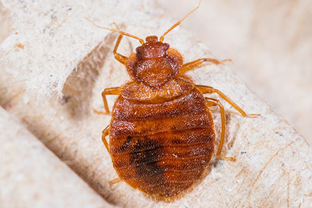 bedbug course