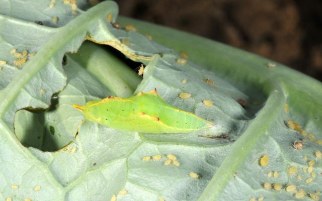 Insect Gallery – Vegetable Insects and Their Management