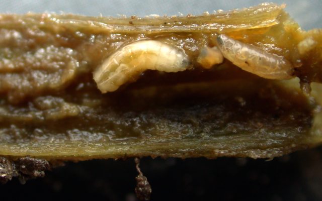 Insect Gallery – Vegetable Insects and Their Management