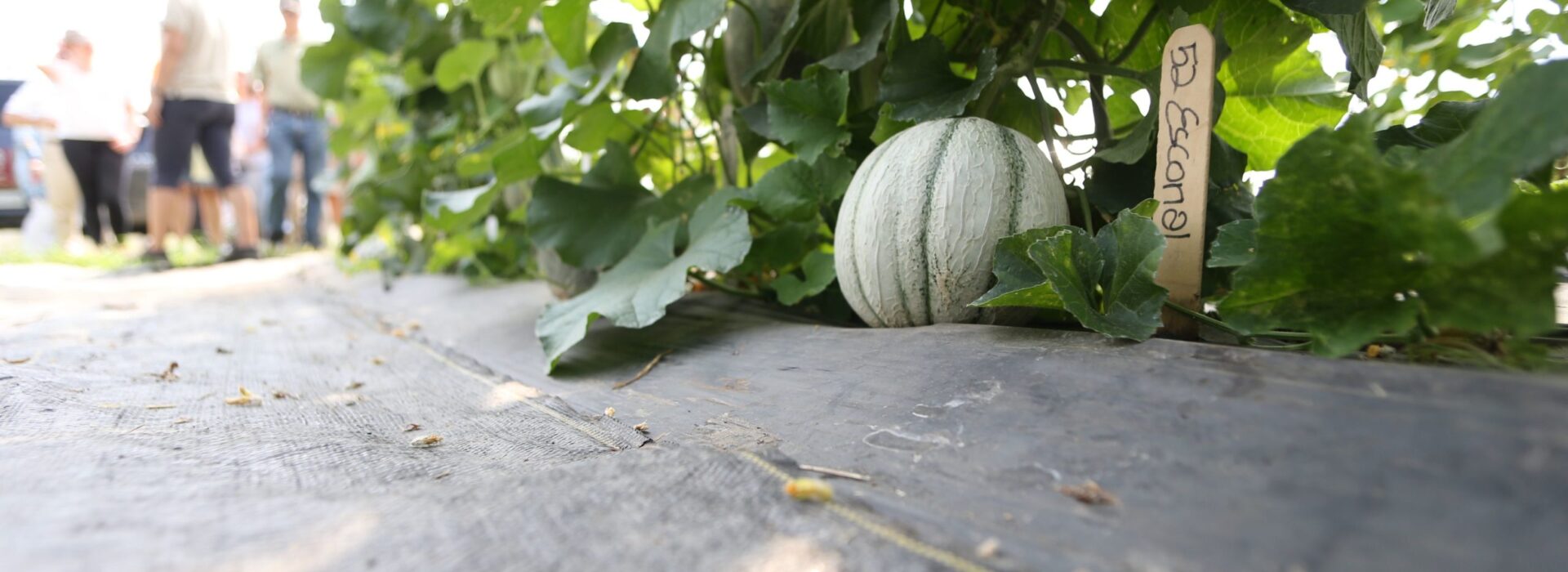 High Tunnels Field Day - 07/18/2017 - photos of the high tunnels at the Miegs Farm.
