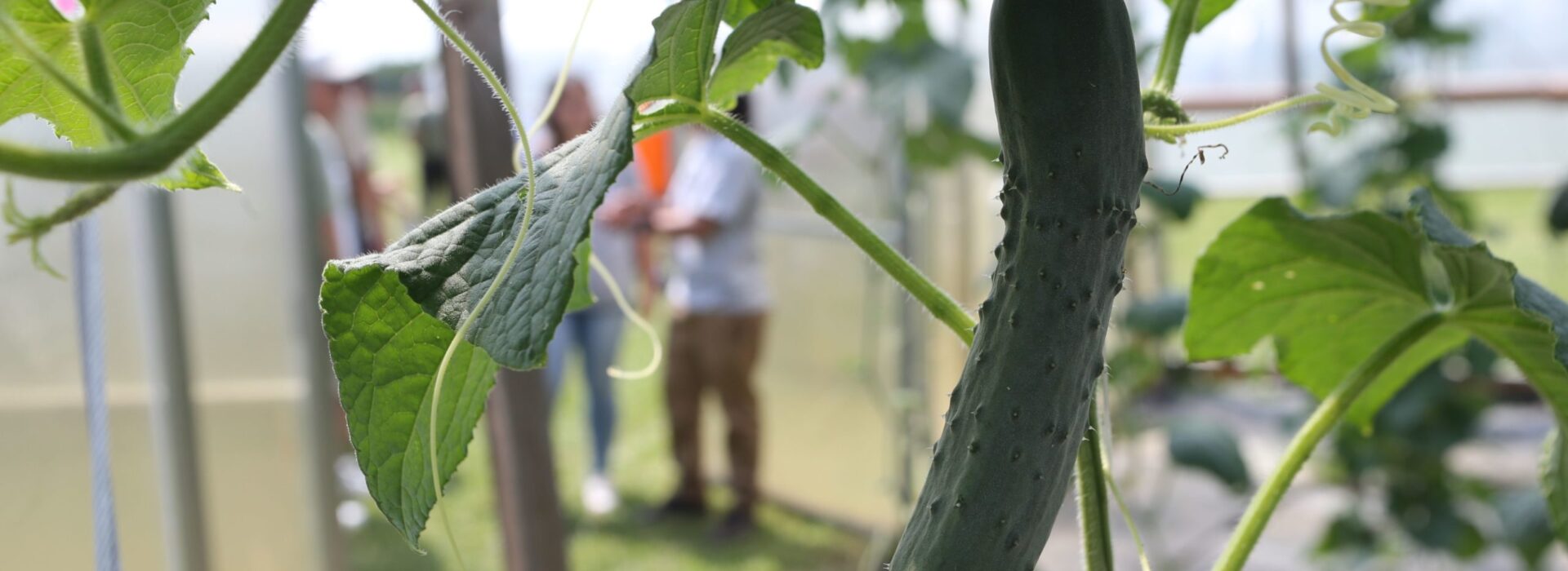 High Tunnels Field Day - 07/18/2017 - photos of the high tunnels at the Miegs Farm.